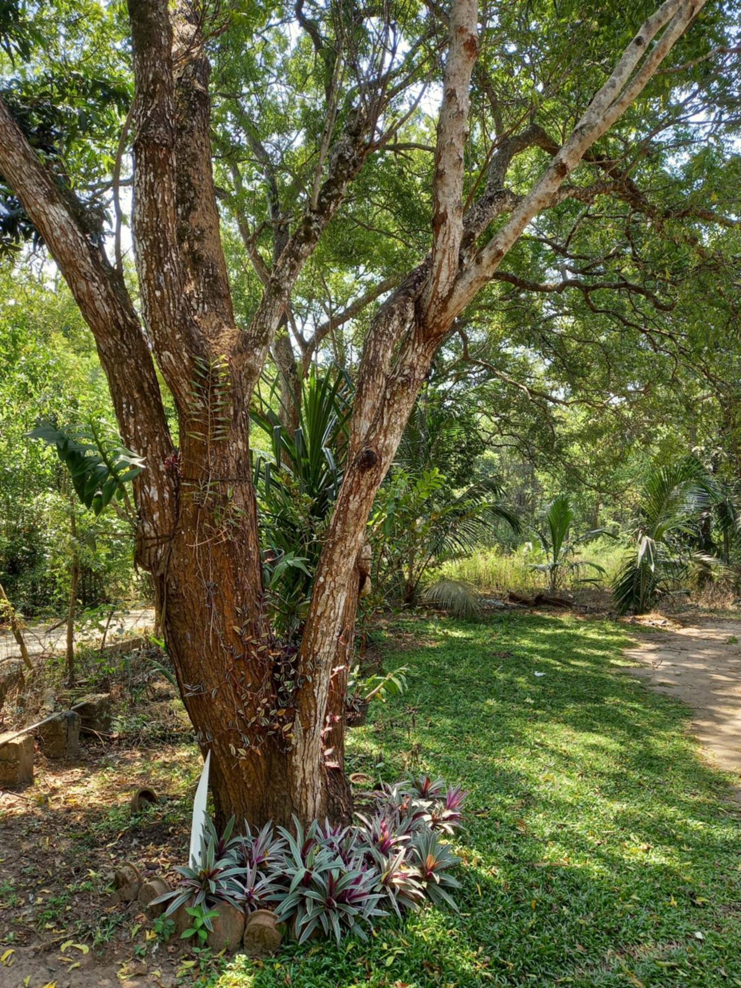 Silent Peacock Villa And Peacock Cafe Tangalle Extérieur photo